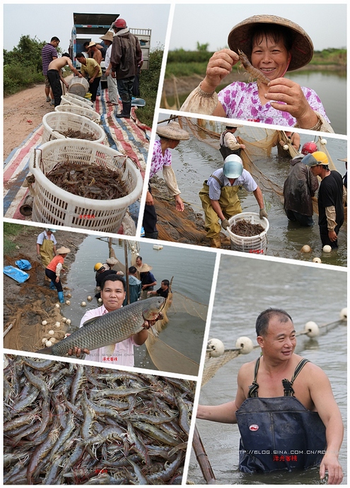 【實(shí)拍】廣州南沙生態(tài)養(yǎng)蝦喜獲豐收