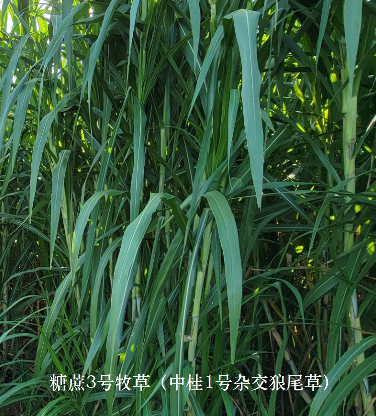 糖蔗3號牧草（中桂1號雜交狼尾草），禾本科多年生高產(chǎn)、高碳水化合物（高糖）新品種