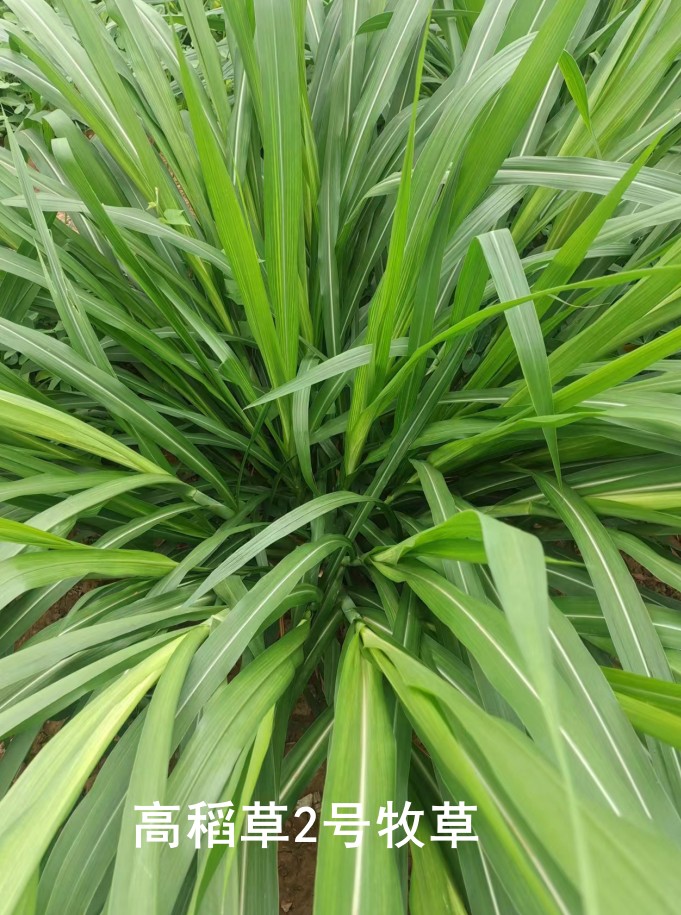 高稻草2號牧草，高粱與水稻雜交的新一代牧草品種，多年生營養(yǎng)高適口性好，各種優(yōu)勢可能吊打傳統(tǒng)牧草