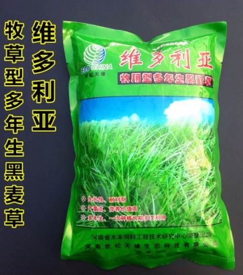 維多利亞多年生黑麥草---優(yōu)質(zhì)飼草、公園、庭園及小型綠地、高速護(hù)坡、河道護(hù)坡牧草