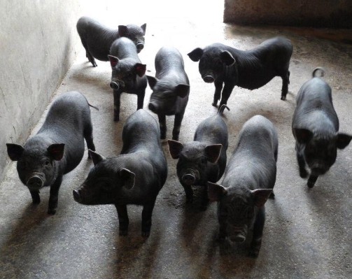 環江香豬——環江毛南族自治縣特產，宴席上的珍饈，以其獨特的鮮香風味而飲譽大江南北，名揚五湖四海