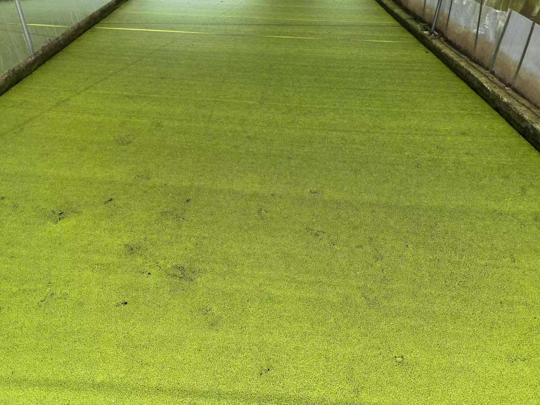 高蛋白株系：Lemna minor，國際編號7868，蛋白含量31%2.jpg