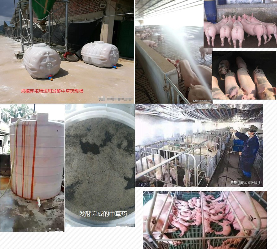 發(fā)酵中草藥的運(yùn)用.jpg 發(fā)酵中草藥的運(yùn)用.jpg