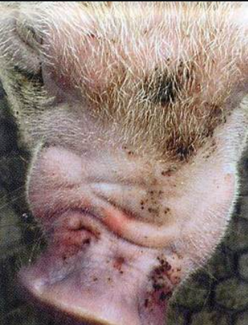 豬萎縮性鼻炎1.png 豬萎縮性鼻炎1.png