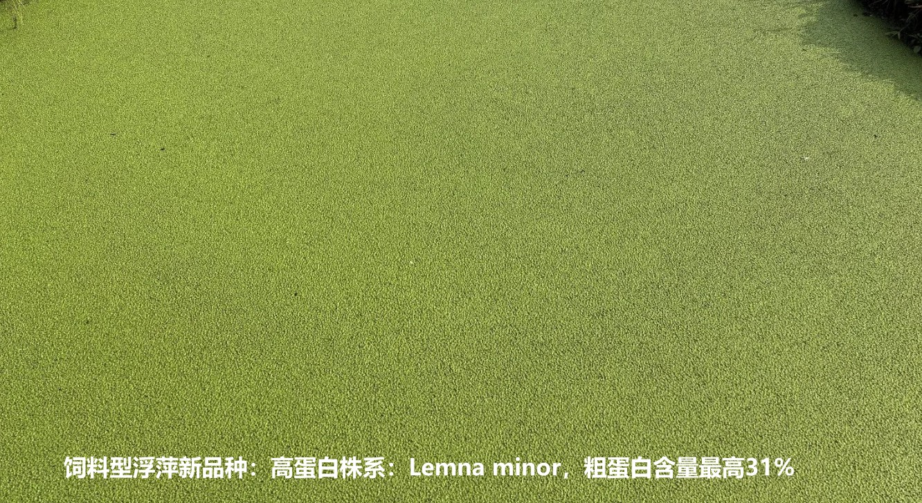 飼料型浮萍新品種:高蛋白株系:Lemna minor,國際編號7868,粗蛋白含量最高31%.jpg 飼料型浮萍新品種:高蛋白株系:Lemna minor,國際編號7868,粗蛋白含量最高31%.jpg