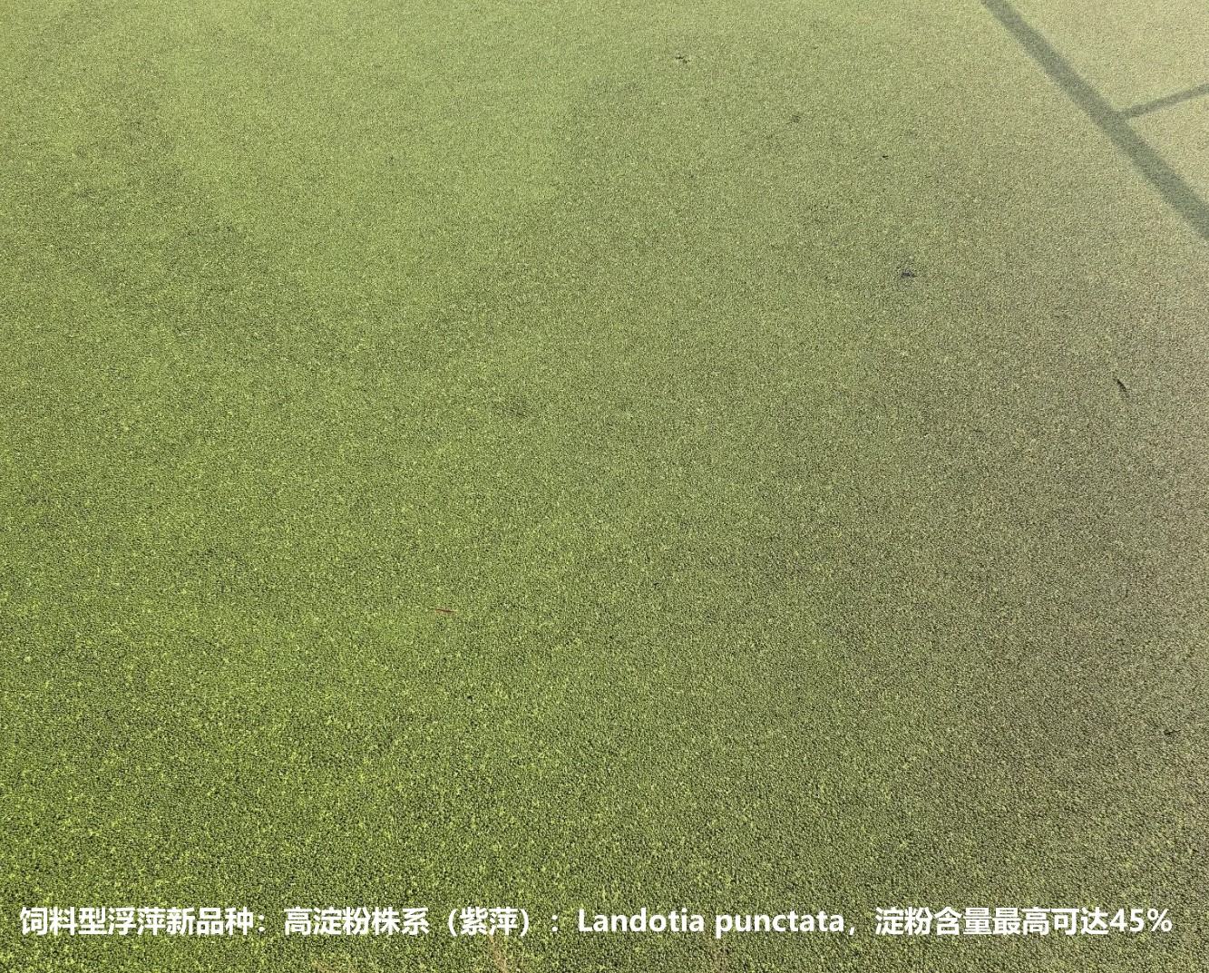 飼料型浮萍新品種:高淀粉株系(紫萍):Landotia punctata,國際編號0001,淀粉含量最高可達(dá)45%.jpg 飼料型浮萍新品種:高淀粉株系(紫萍):Landotia punctata,國際編號0001,淀粉含量最高可達(dá)45%.jpg