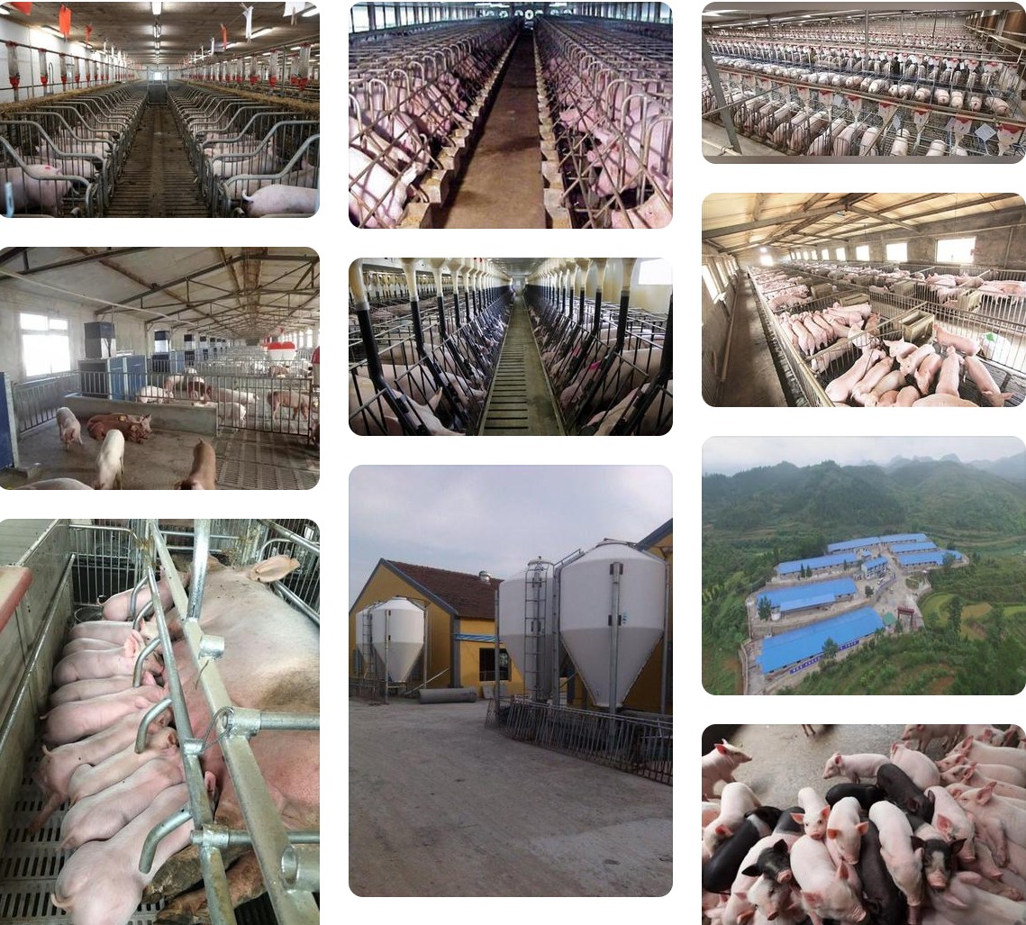 規模養豬場.jpg 規模養豬場.jpg