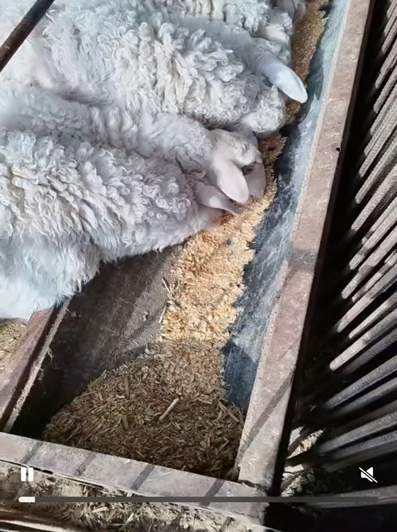 17AA737BDC7AF03AD2B7EA50F5A22BB9.png 17AA737BDC7AF03AD2B7EA50F5A22BB9.png