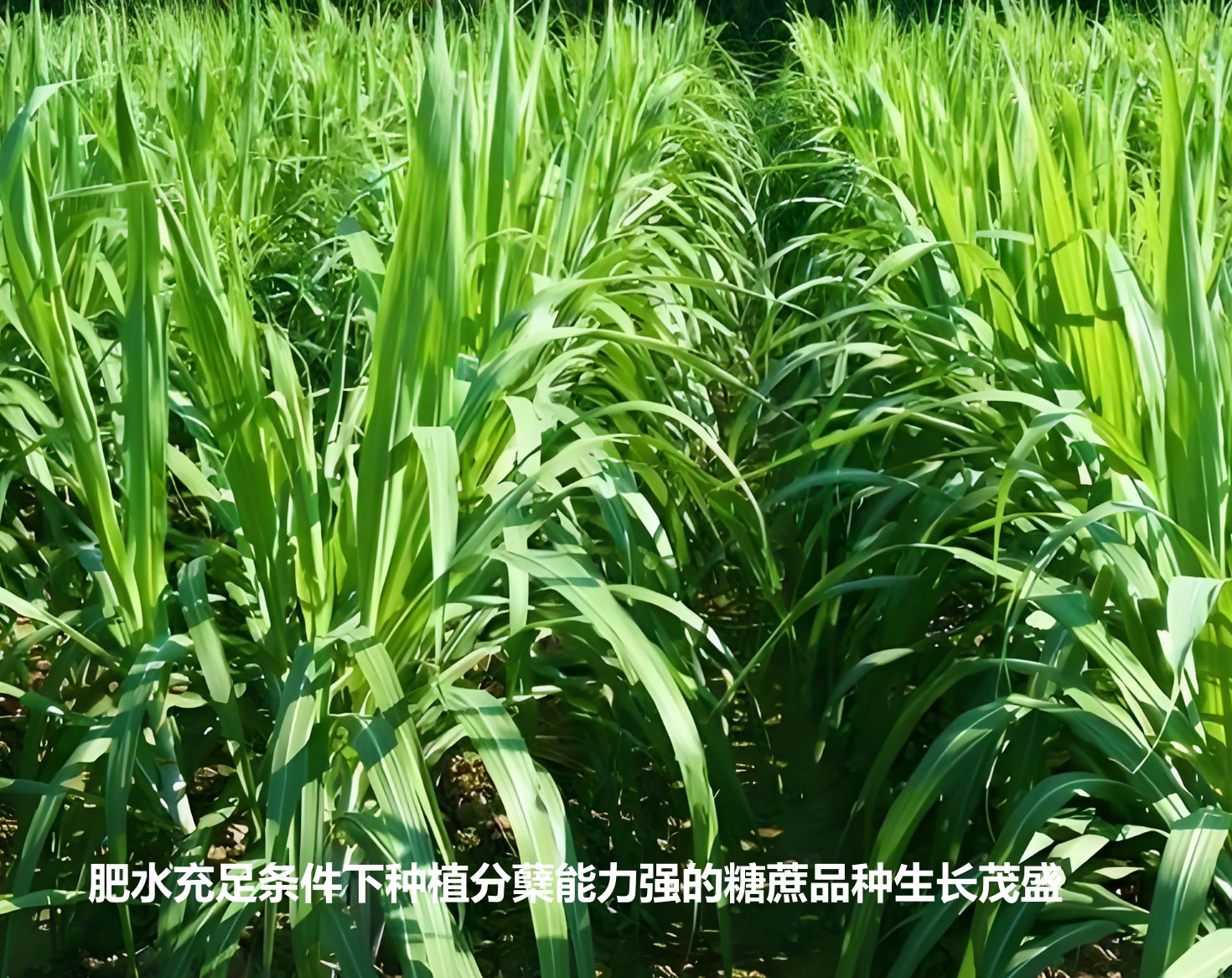 肥水充足條件下種植分蘗能力強(qiáng)的糖蔗品種生長(zhǎng)茂盛.jpg