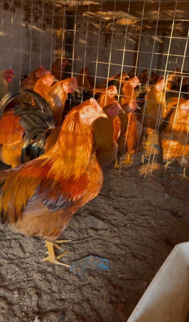 QQ圖片20250226131151.jpg QQ圖片20250226131151.jpg