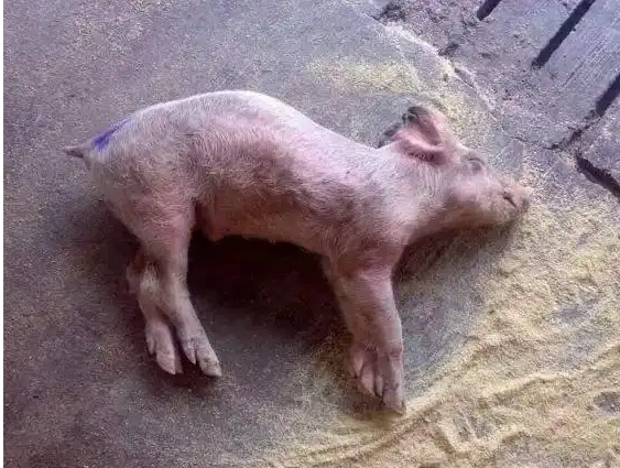 截圖20250228092648.png 截圖20250228092648.png