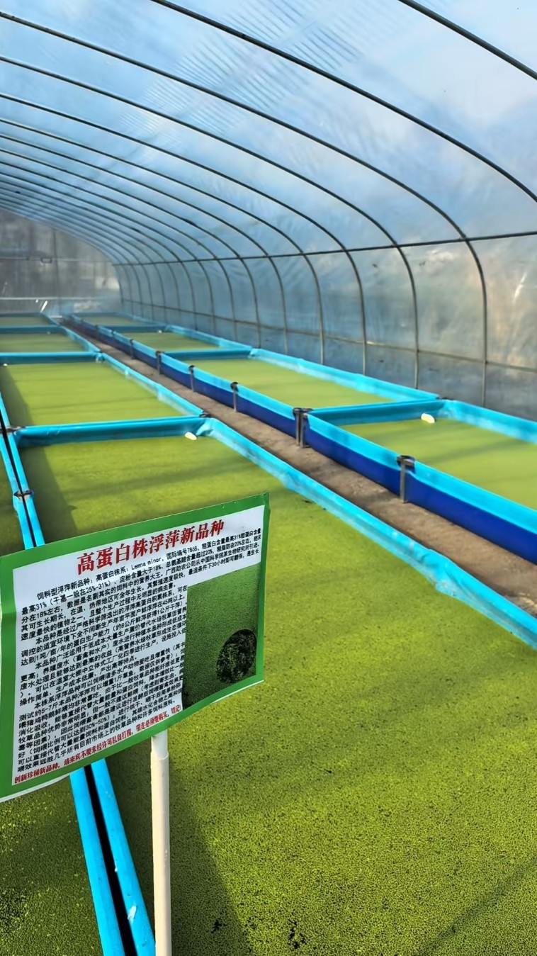 17397777445665998.jpg 17397777445665998.jpg