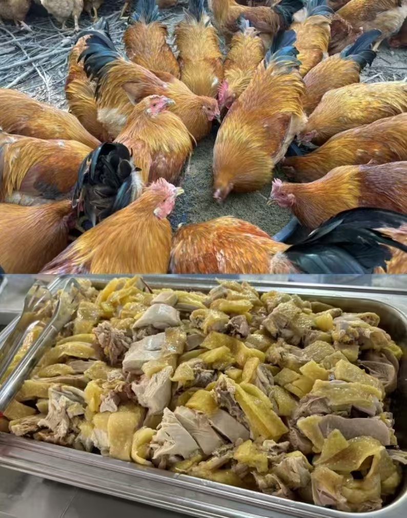 牧草雞3.jpg 牧草雞3.jpg