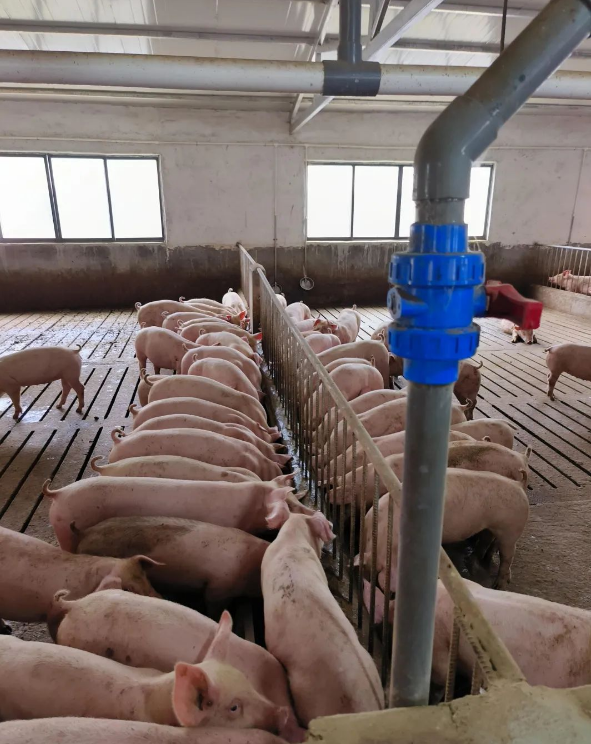 1692690916305568.png 1692690916305568.png