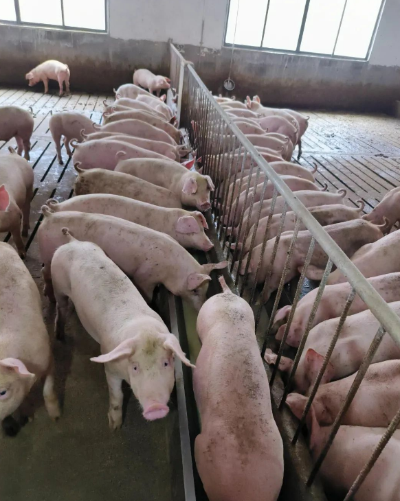 1692690904323900.png 1692690904323900.png