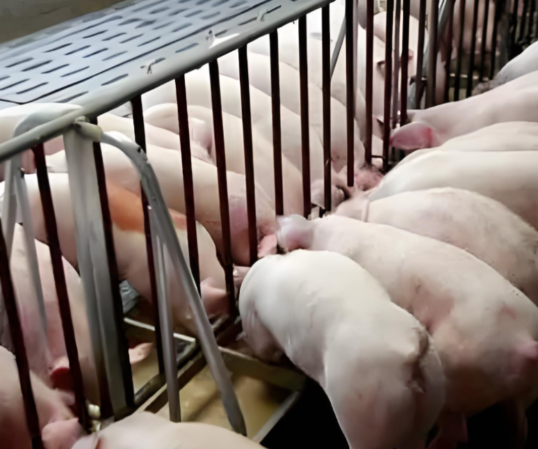 17291801772870801.png 17291801772870801.png