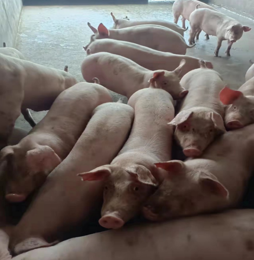 QQ圖片20250305133148.png QQ圖片20250305133148.png