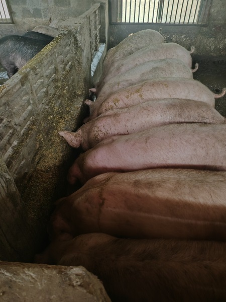 牧草粥1.jpg 牧草粥1.jpg