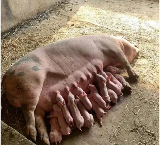 截圖20250312100132.png 截圖20250312100132.png