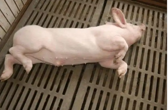 1741830198356.jpg 1741830198356.jpg