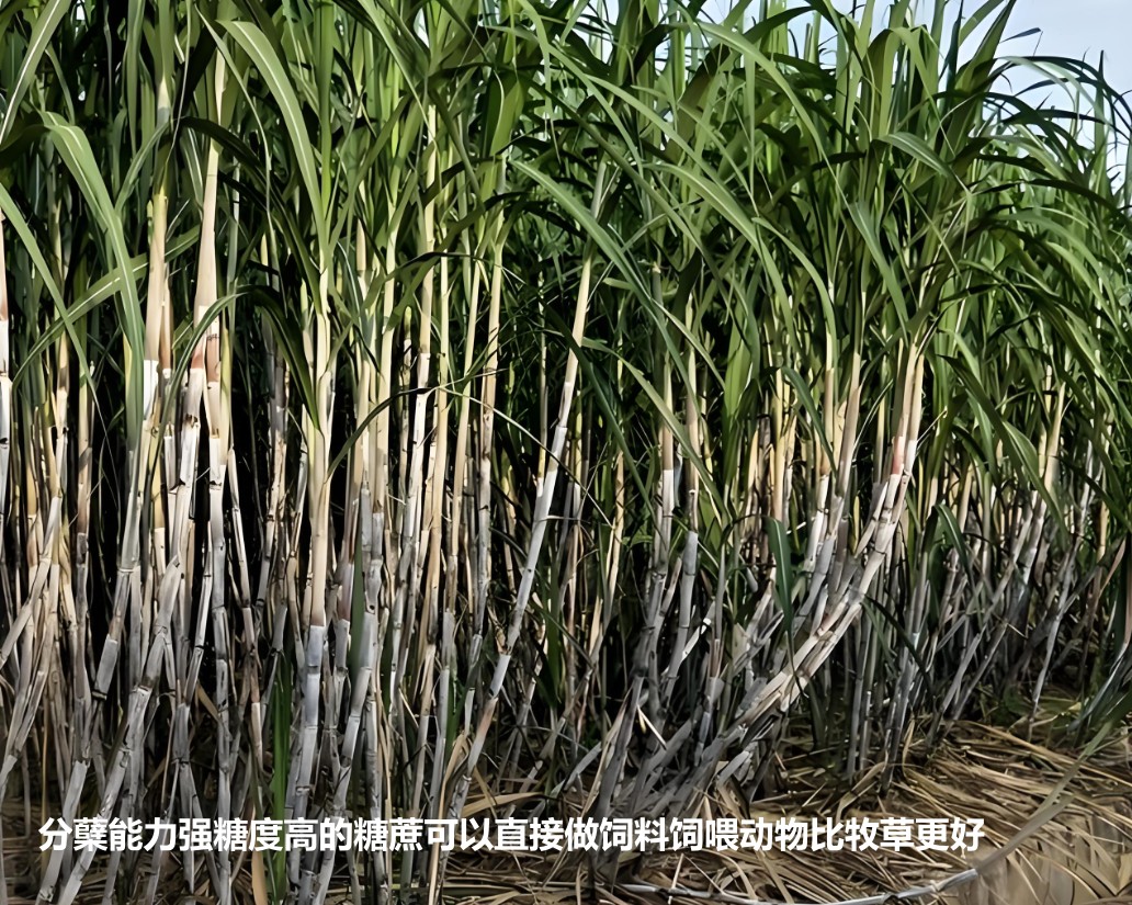 分蘗能力強(qiáng)糖度高的糖蔗可以直接做飼料飼喂動物比牧草更好.jpg