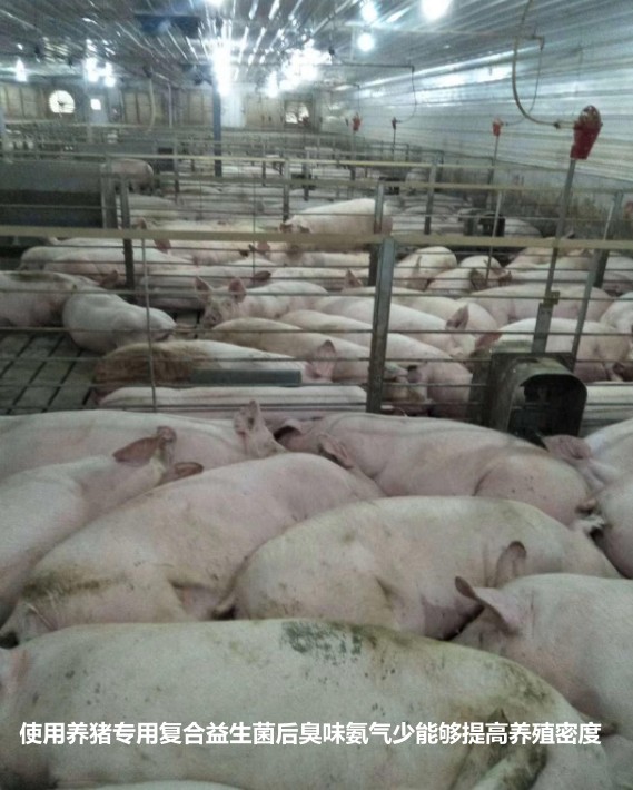 使用養豬專用復合益生菌后臭味氨氣少能夠提高養殖密度.jpg 使用養豬專用復合益生菌后臭味氨氣少能夠提高養殖密度.jpg