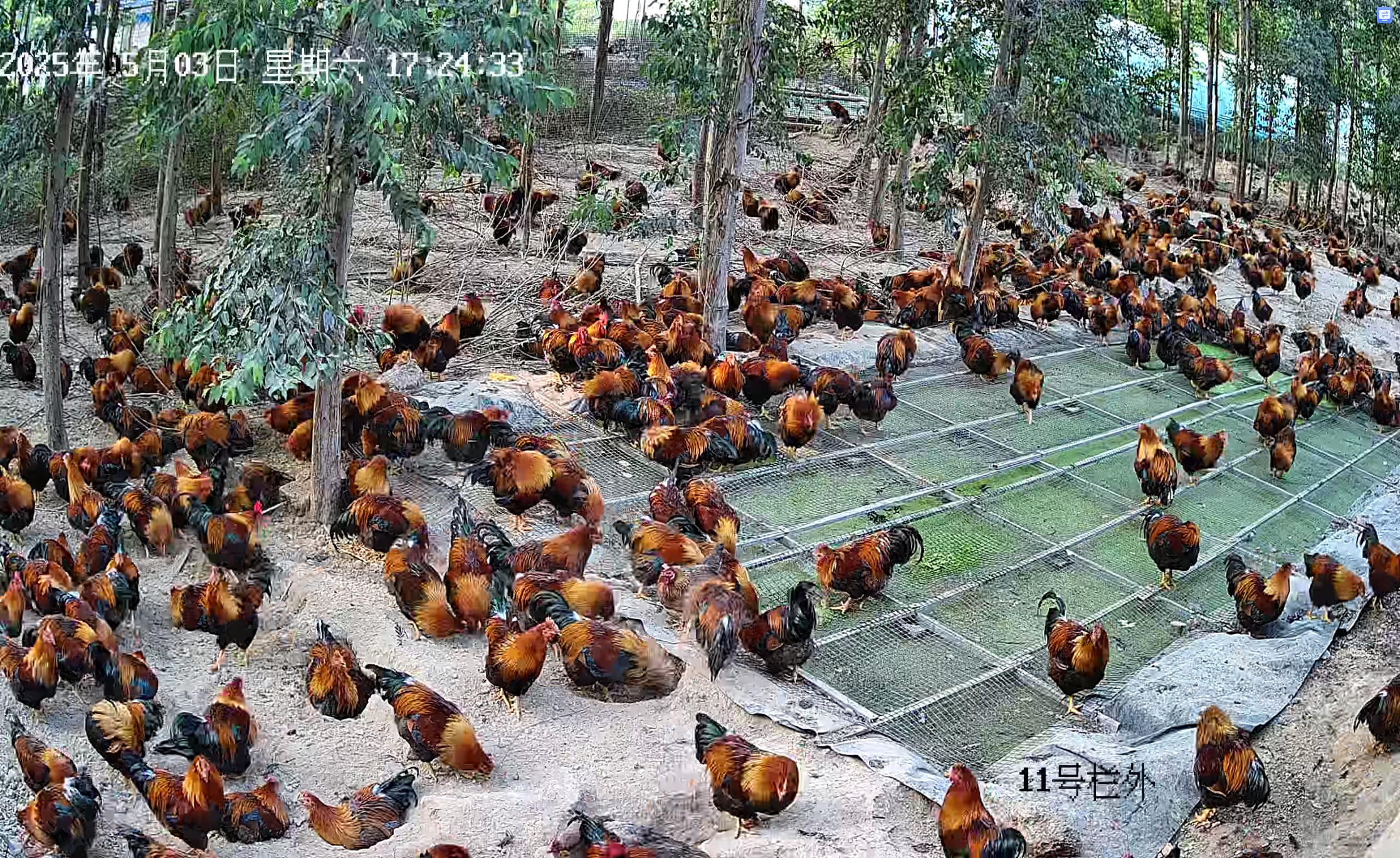 養雞運動場生產浮萍2.jpg 養雞運動場生產浮萍2.jpg