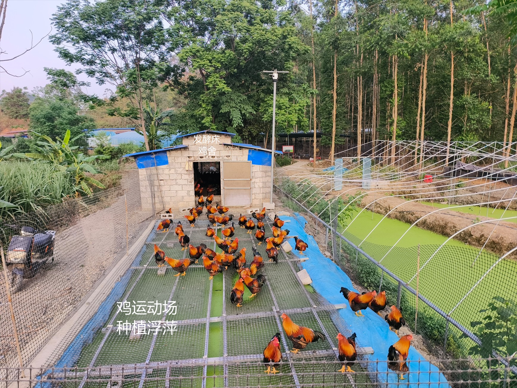 一種在雞運動場耦合浮萍培養與節糧型低成本養殖的生態循環方法12.jpg 一種在雞運動場耦合浮萍培養與節糧型低成本養殖的生態循環方法12.jpg