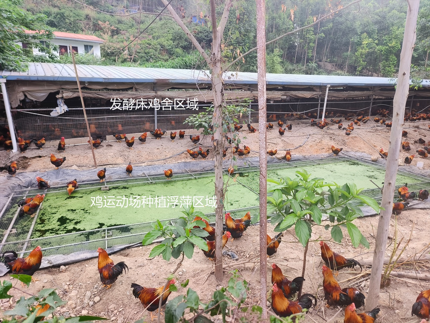 一種在雞運動場耦合浮萍培養與節糧型低成本養殖的生態循環方法13.jpg 一種在雞運動場耦合浮萍培養與節糧型低成本養殖的生態循環方法13.jpg