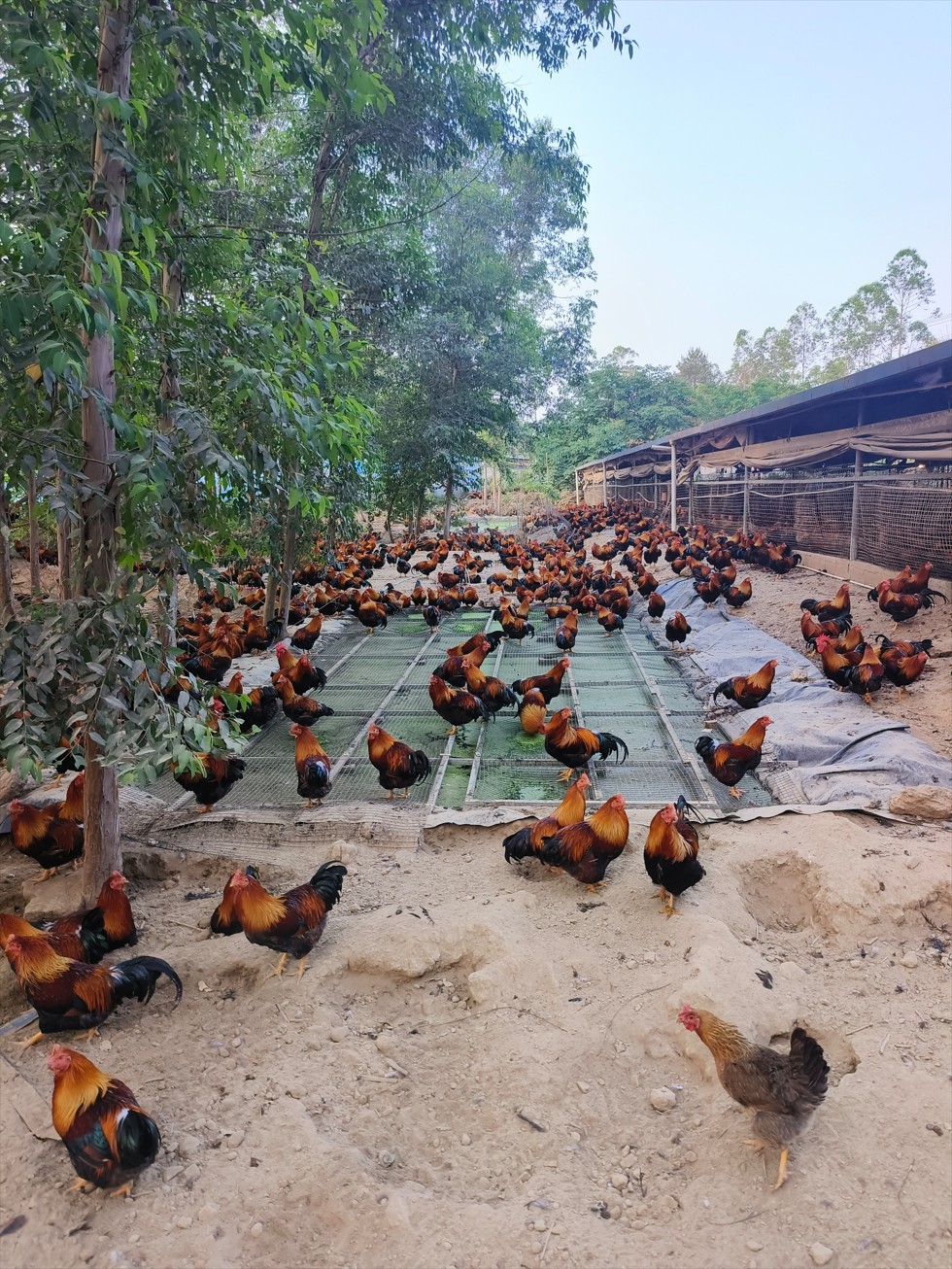 一種在雞運動場耦合浮萍培養與節糧型低成本養殖的生態循環方法14.jpg 一種在雞運動場耦合浮萍培養與節糧型低成本養殖的生態循環方法14.jpg