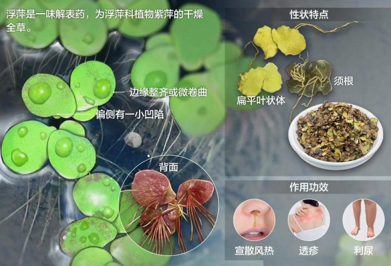 浮萍的藥用價值1.jpg