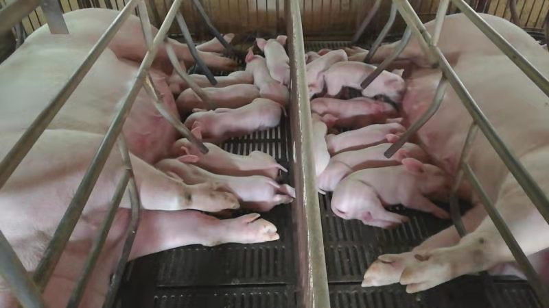 發(fā)酵牧草水線飼喂漂亮的母豬和仔豬.jpg 發(fā)酵牧草水線飼喂漂亮的母豬和仔豬.jpg