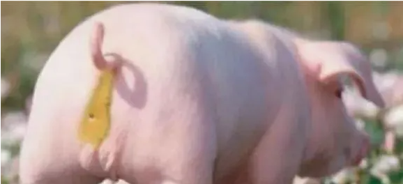 拉稀.png 拉稀.png