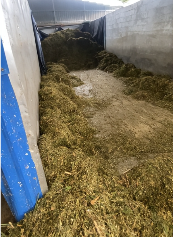 青儲牧草養羊2.png 青儲牧草養羊2.png