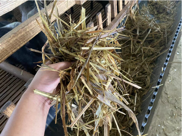 青儲牧草養羊3.png 青儲牧草養羊3.png