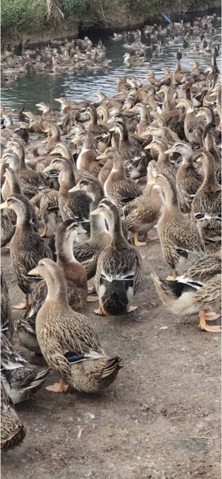 QQ圖片20220923095939.png QQ圖片20220923095939.png