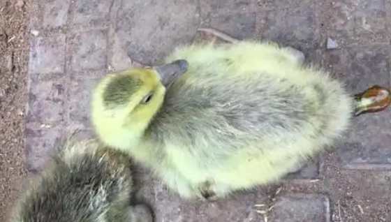 63BAFB9A09D4248A325A3CA707BF01DE.png 63BAFB9A09D4248A325A3CA707BF01DE.png