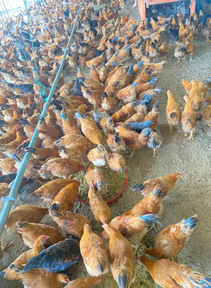 QQ圖片20250402112427.png QQ圖片20250402112427.png