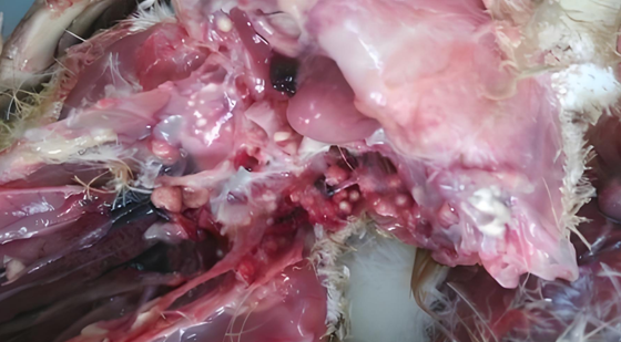 EBBC960E60E8EDCE157FC3B58BB860B0.png EBBC960E60E8EDCE157FC3B58BB860B0.png