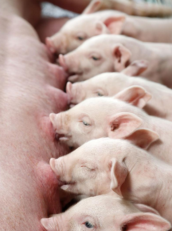 0CEA70EA9BA708FE16FFD08AF5E22D79.png 0CEA70EA9BA708FE16FFD08AF5E22D79.png