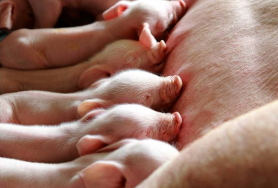 EE15D39514DEE41FFE134102A75525E5.png EE15D39514DEE41FFE134102A75525E5.png