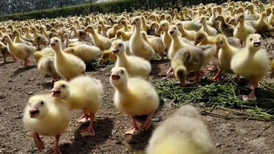 93447FDF797EFC09C94AE63E39896A49.png 93447FDF797EFC09C94AE63E39896A49.png