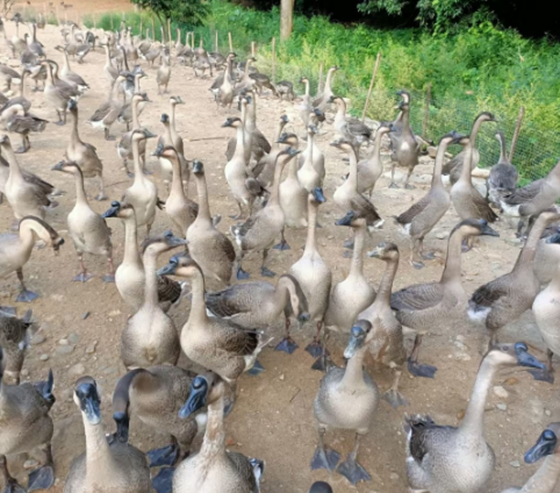 D1B672F5E134264C36FF827B9148DD0B.png D1B672F5E134264C36FF827B9148DD0B.png