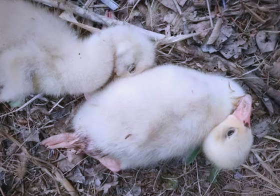 F561B24A1EEB22B8E1CB22F37AB76102.png F561B24A1EEB22B8E1CB22F37AB76102.png