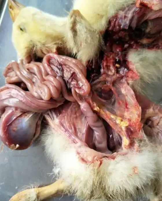 DA4345F3B1153E243A3E4E68AA9164D3.png DA4345F3B1153E243A3E4E68AA9164D3.png