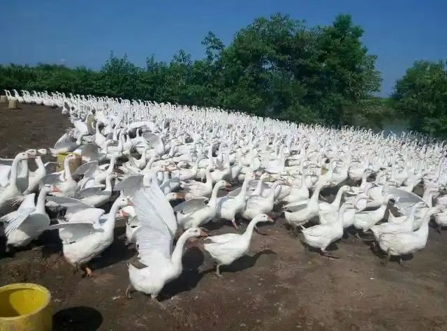 QQ圖片20250704094355.jpg QQ圖片20250704094355.jpg