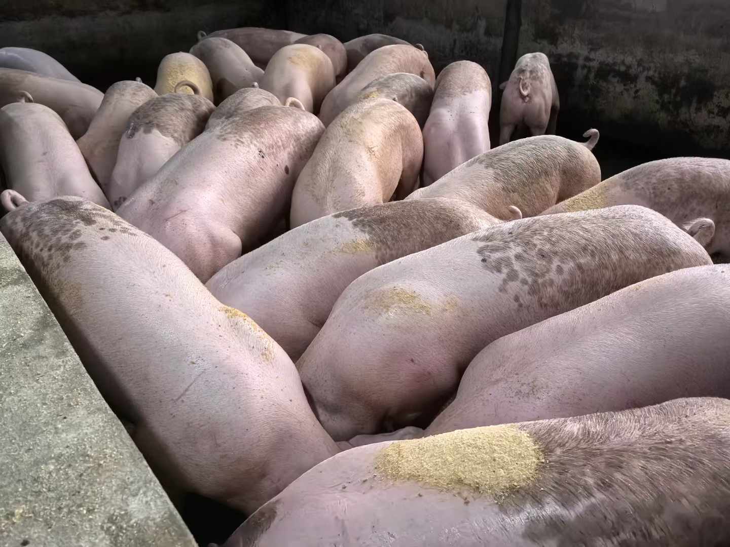 發酵飼料喂豬1.jpg 發酵飼料喂豬1.jpg