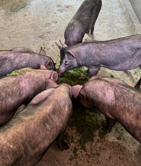 17372652887892103 (1).png