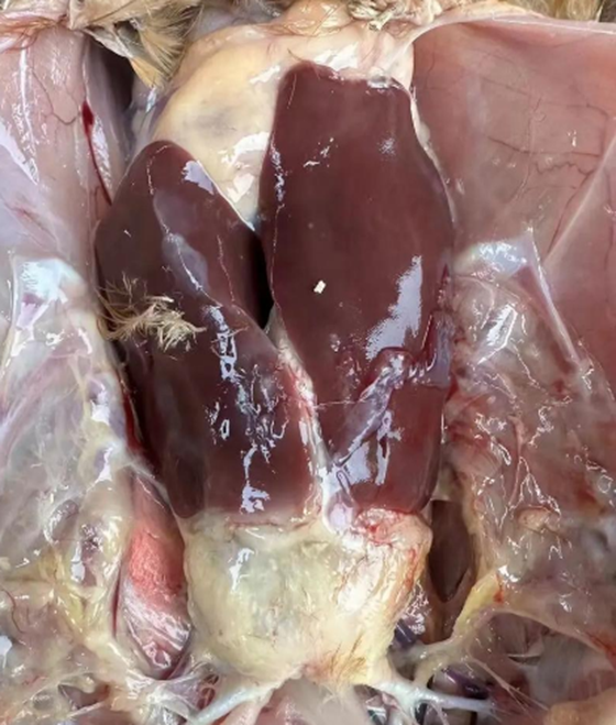 457EFA50F01CC6D3509952857F8E80A9.png 457EFA50F01CC6D3509952857F8E80A9.png