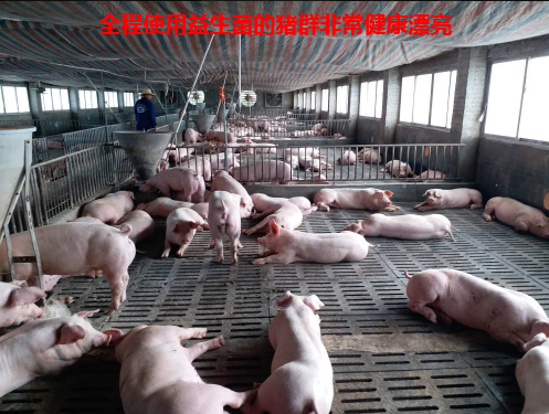 養豬專用復合益生菌6.jpg